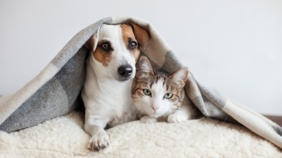 Horoskop pro psí a kočičí miláčky na září