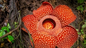 Rafflesia, rostlina na pokraji vyhynutí