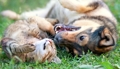 Horoskop pro psí a kočičí miláčky na říjen