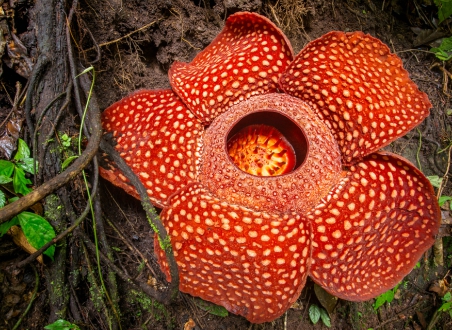 Rafflesia